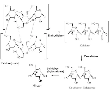 Gambar 2.3  Mekanisme Pemecahan selulosa menjadi glukosa 