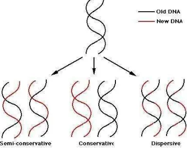 Gambar 1. Tiga cara teoritis replikasi DNA.19 
