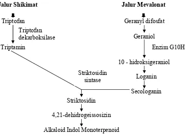 Gambar 3. Jalur Biosintesis Alkaloid Indol Monoterpenoid (Shank et al., 1998)