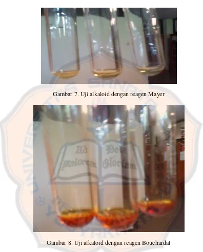 Gambar 7. Uji alkaloid dengan reagen Mayer 