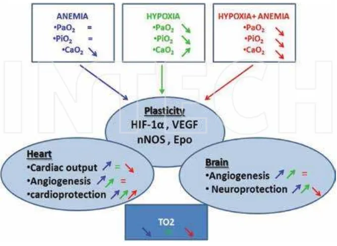 Figure 1. Cerebral and cardiac plasticity induced by chronic anemia and/or hypoxia in Epo‐Tagh mice.