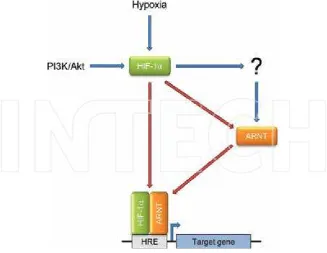 Figure 1. General working concept of hypoxia‐inducible ARNT. See text for details.