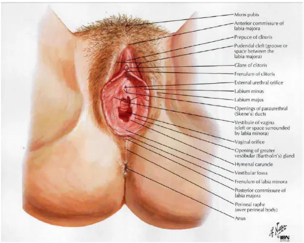 Gambar 2.1. Anatomi Genitalia Eksterna Wanita  