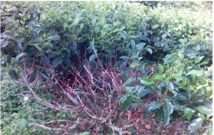 Gambar 3. Gejala penyakit akar merah anggur yang ditemukan di  