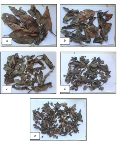 Gambar 11. Bentuk serasah daun mangrove  R. Stylosa yang mengalami proses dekomposisi selama 75 hari dalam periode 15 – 75 hari