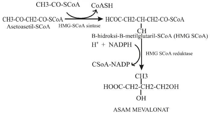 Gambar 2. Jalur biosintesis asam mevalonat (Taiz dan Zeiger, 1998) 