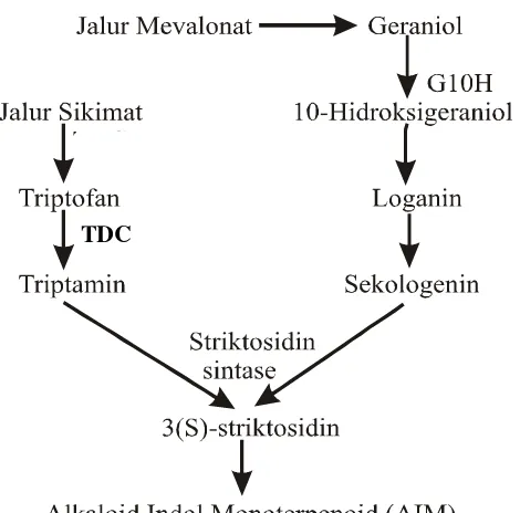 Gambar 3. Jalur biosintesis AIM (Kutchan, 1995; Rijhwani dan Shank, 1998). 