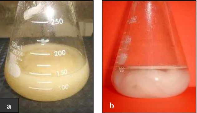 Gambar 6.  Morfologi miselium cendawan Pythium sp. berumur 6 hari: miselium pada PDB (a), miselium yang telah disterilkan (b)