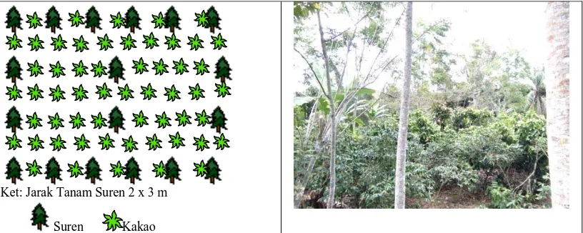 Gambar 2. Sketsa pola tanaman sureb dan kakao dengan jarak tanam 5 x 5 m. 