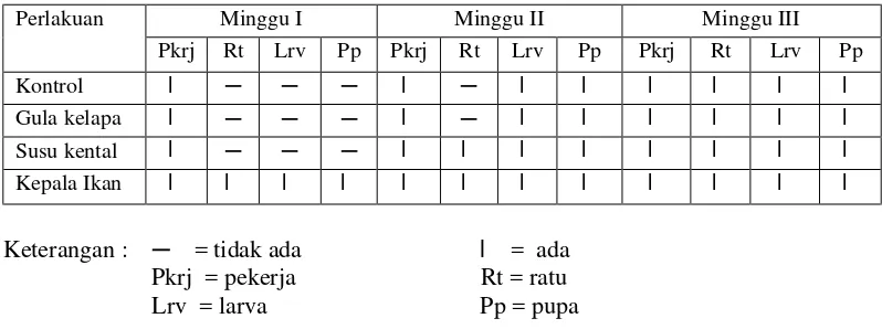 Tabel 2. Kehadiran pekerja, ratu, larva, dan pupa semut hitam D. thoracicus selama tiga minggu pertama pengamatan 