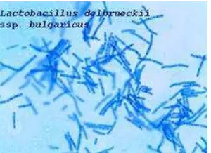 Gambar 5. Streptococcus thermophiles (YLFA International 2011) 