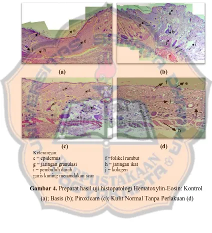 Gambar 4.  Preparat hasil uji histopatologi Hematoxylin-Eosin: Kontrol 