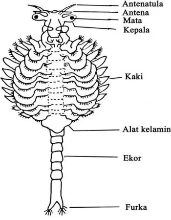 Gambar 2.2 Morfologi Artemia salina Leach (Harefa, 1997) 