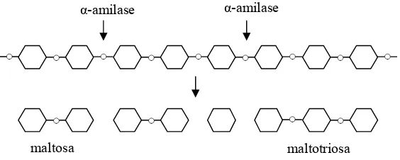 Gambar  6.  Mekanisme kerja α-amilase pada amilosa (Tegge 1984) 