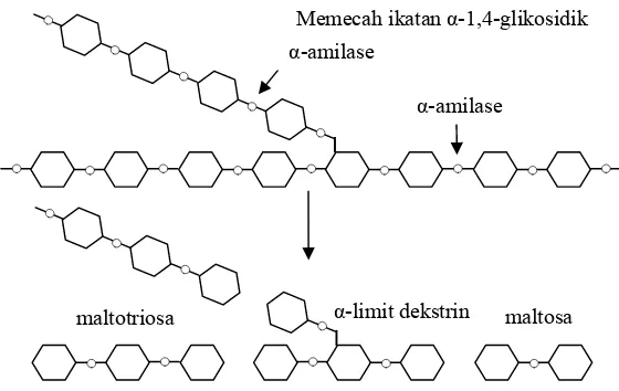 Gambar  7.  Mekanisme kerja α-amilase pada amilopektin  (Tegge 1984) 