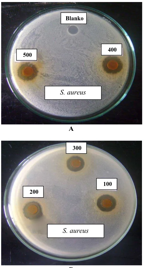 Gambar Hasil Uji Aktivitas Antimikroba Ekstrak Metanol Buah Belimbing Manis Terhadap Bakteri Staphylococcus aureus  