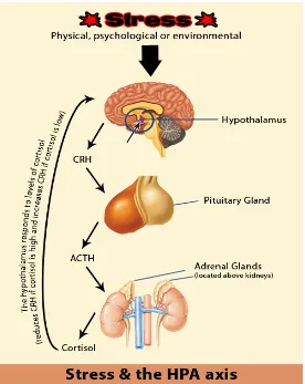 Gambar 2.3.Hypothalamic-pituitary-adrenal (HPA) axis 