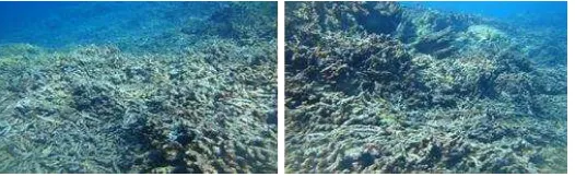 Gambar 2. Kerusakan terumbu karang disebabkan oleh faktor manusia; (penggunaan bom ikan dan jangkar perahu/kapal), umum ditemukan di lokasi penelitian