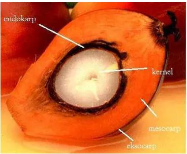 Gambar 1. Anatomi kelapa sawit (Anonim 2009) 