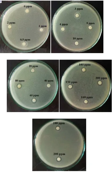 Gambar 4.9 Hasil pengujian daerah hambat dari larutan standar amoksisilin terhadap bakteri Staphylococcus aureus 