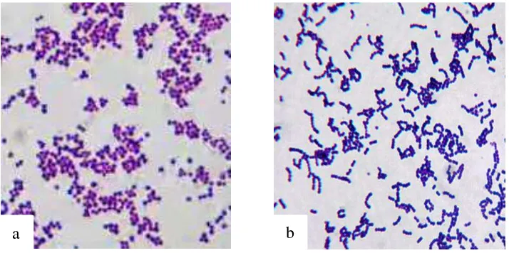 Gambar 5. Bentuk Sel dari Isolat (a) Staphylococcus aureus (b) Streptococcus iniae (perbesaran 1000x)