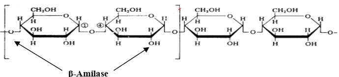 Gambar 4. Pembentukan β-limit dekstrin (Tester 2011) 