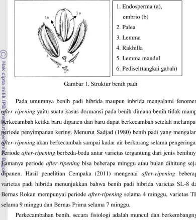 Gambar 1. Struktur benih padi 