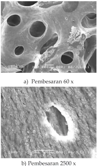 Gambar 4a menunjukkan porous interkoneksi cancelleus bovine bone setelah dikalsinasi pelapis PVA