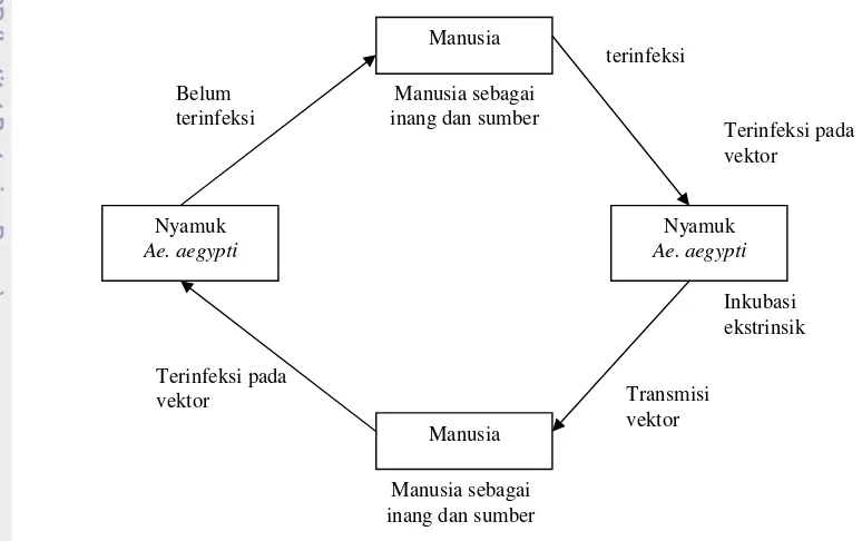 Gambar 3. Infeksi virus dengue melalui vektor nyamuk A. aegypti Sumber : Mullen and Vurden (2002) 