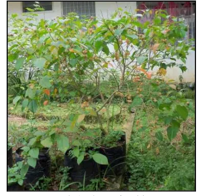 Gambar 5.  Profil tanaman kamandrah  Sumber : Koleksi kotak pamer Balittro Bogor 