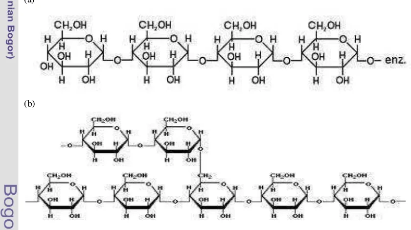Gambar 1.  Struktur kimia (a) amilosa dan (b) amilopektin 