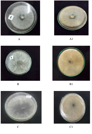 Gambar 3 . Hasil Uji Bavendamm Isolat Fungi Pelapuk Kayu Eukaliptus ; (a) Isolat A, (b) Isolat B, dan (c) Isolat C merupakan isolat yang memiliki endapan 