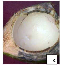 Gambar 4.1.a  memperlihatkan bahwa kelapa yang sangat muda 