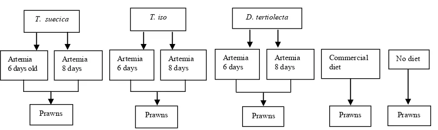 Figure 1.  The Diagram of  Experimental Procedures Showing The Mechanisms of Transferring Diets to The Prawns, P