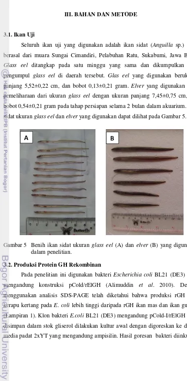Gambar 5 Benih ikan sidat ukuran glass eel (A) dan elver (B) yang digunakan 