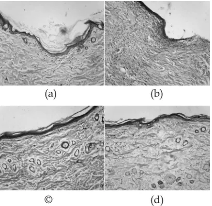 Gambar 5 menampilkan gambaran histologis potongan jaringan kulit punggung tikus pada kelompok perlakuan dan kontrol tersebut.