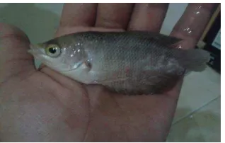Gambar A. Ikan gurami sebelum                  perlakuan (15,5 gram)  