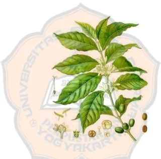 Gambar 2.1 Morfologi tanaman kopi Robusta (Coffea canephora).  Sumber: http://prgdb.crg.eu  