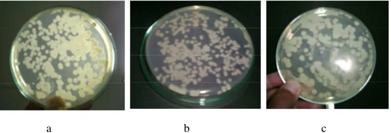 Gambar 8. Viabilitas bakteri proteolitik setelah disimpan selama 20 hari   a. Pseudomonas 105,   b