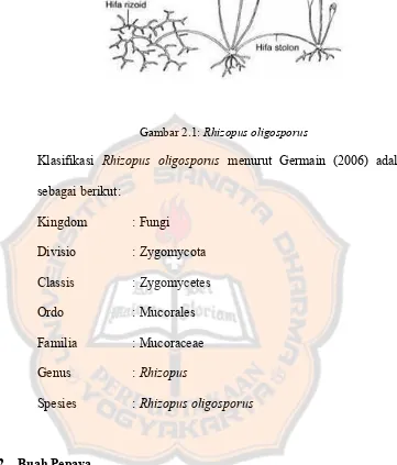 Gambar 2.1: Rhizopus oligosporus