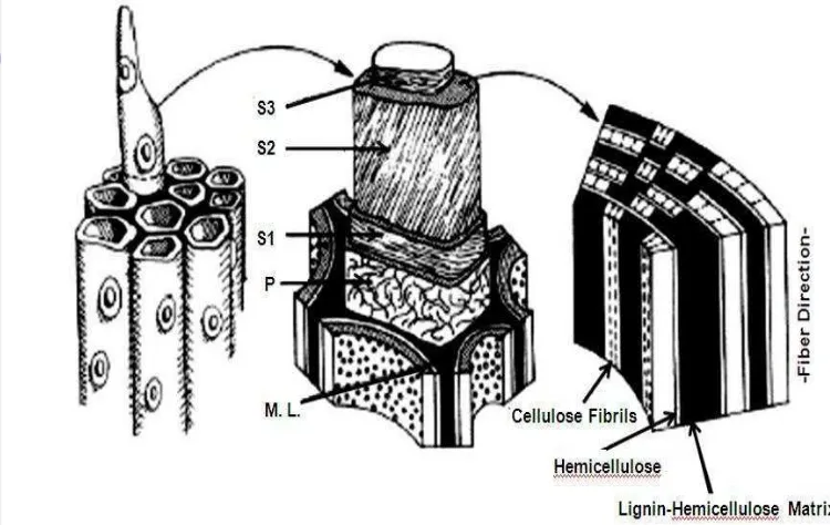 Gambar 9. Konfigurasi Dinding Sel Tanaman (Lynd et al., 2002)