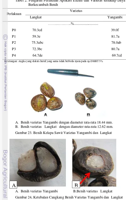 Gambar 24. Ketebalan Cangkang Benih Varietas Yangambi dan  Langkat 