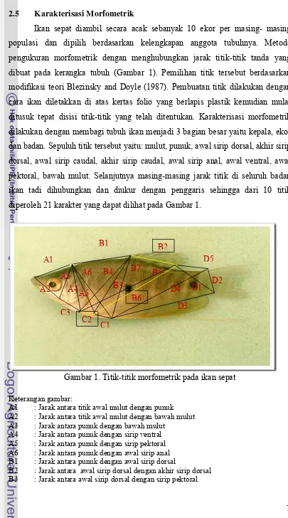 Gambar 1. Titik-titik morfometrik pada ikan sepat 