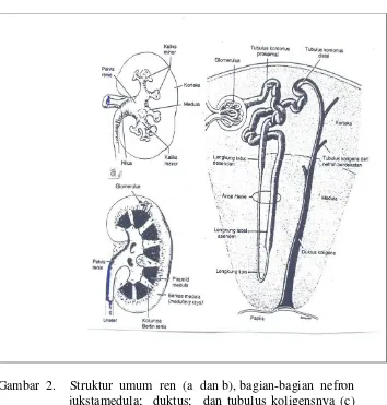 Gambar  2.    Struktur  umum  ren  (a  dan b), bagian-bagian  nefron 