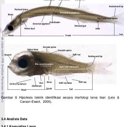 Gambar 6 Hipotesis teknik identifikasi secara morfologi larva ikan (Leis & 