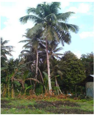 Gambar 01 : Contoh pohon kelapa yang memungkinkan bisa menghasilkan nira. 