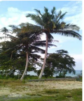Gambar 02 : Contoh pohon kelapa yang diprediksikan tidak ada niranya.  