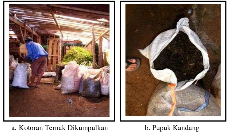 Gambar 6. Kotoran Ternak untuk Pupuk Kandang 