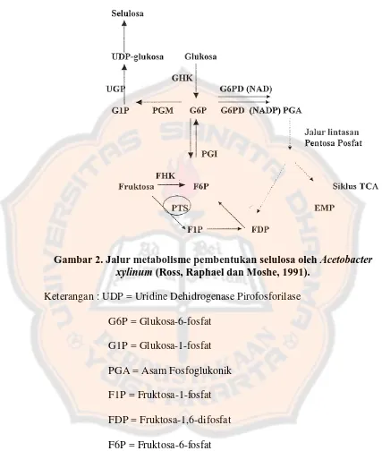 Gambar 2. Jalur metabolisme pembentukan selulosa oleh Acetobacter xylinum (Ross, Raphael dan Moshe, 1991)