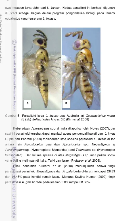 Gambar 5  Parasitoid larva L. invasa asal Australia (a) Quadrastichus mendeli 